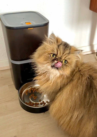 Pet Feeder - Den ultimative foderautomat til katte